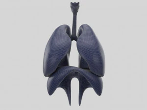 human respiratory 3D Model