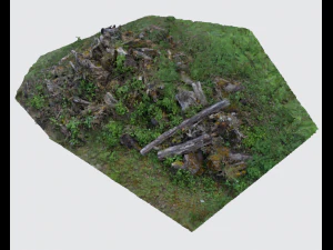 пні дерев 3D Модель