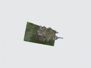 tree root individually 3D Модель