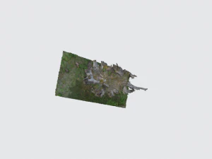 ra&iacute;z del &aacute;rbol individualmente Modelo 3D