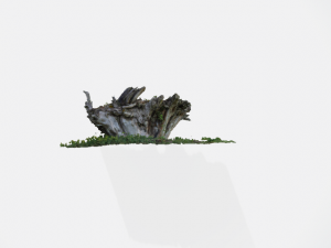 tree root individually 3D Модель