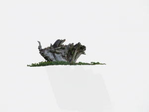 ra&iacute;z del &aacute;rbol individualmente Modelo 3D