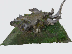 ra&iacute;z del &aacute;rbol individualmente Modelo 3D
