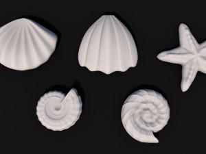 seashells 3D Model