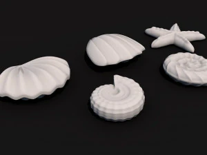 seashells 3D Model