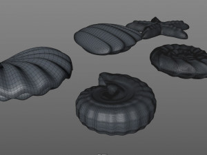 seashells 3D Модель