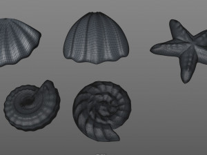 seashells 3D Модель