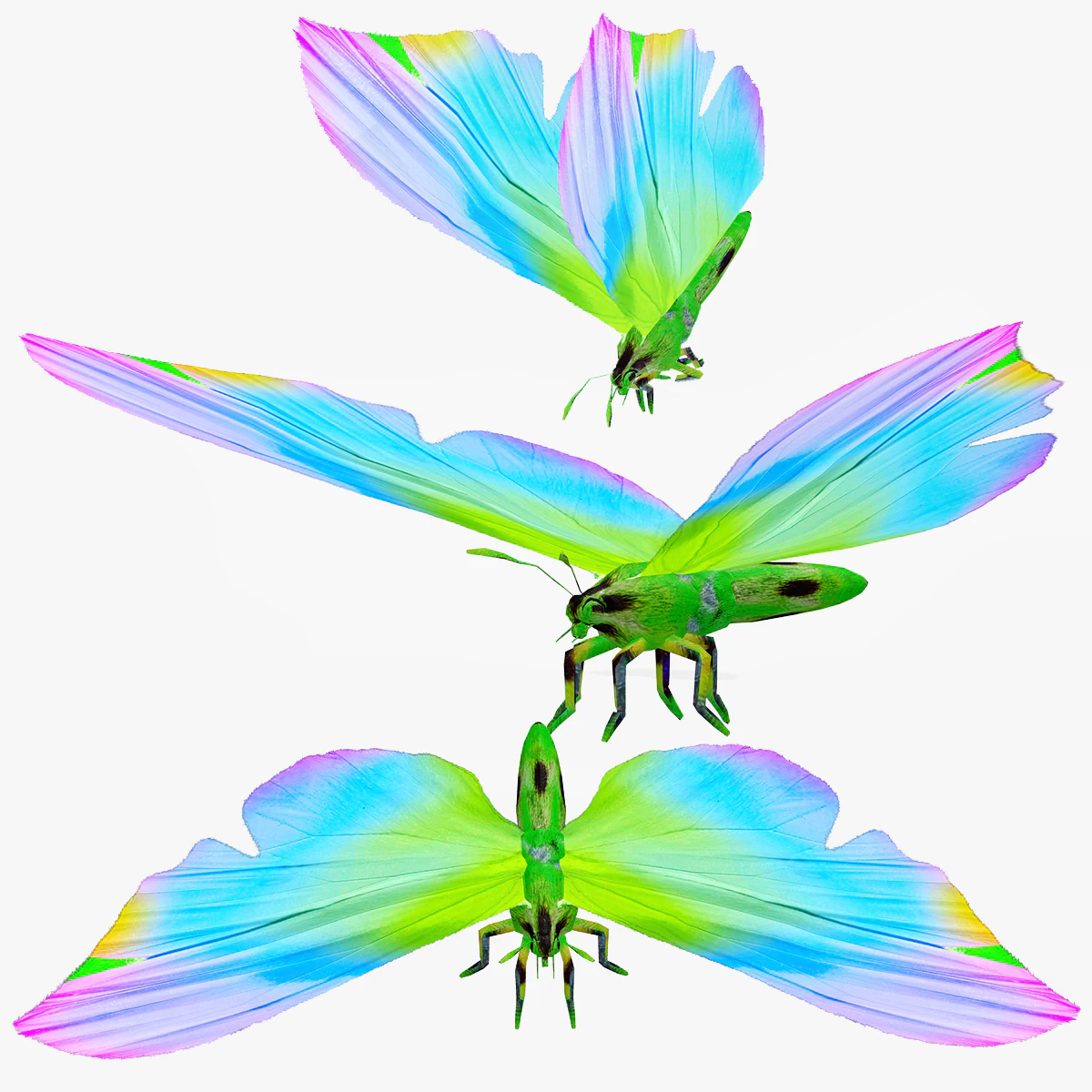 BUTTERFLY 3D Model .c4d .max .obj .3ds .fbx .stl .blend 