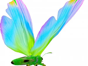 BUTTERFLY 3D Model