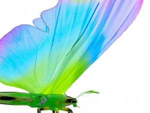 BUTTERFLY 3D Model