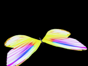 DOWNLOAD BUTTERFLY 3D MODEL 3D Model