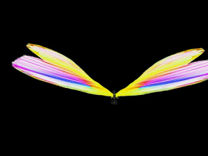 DOWNLOAD BUTTERFLY 3D MODEL 3D Model