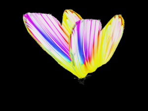 DOWNLOAD BUTTERFLY 3D MODEL Modelo 3D