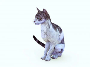CAT 3D MODELİNİ İNDİRİN KEDİ - KEDİ 3D Model