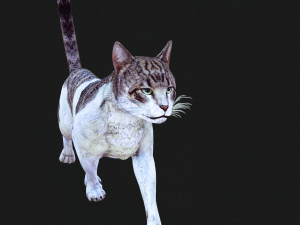 DOWNLOAD CAT 3D MODEL CAT - FELINE 3Dモデル