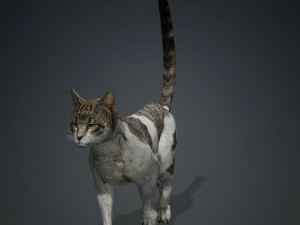 DOWNLOAD CAT 3D MODEL CAT - FELINE 3Dモデル