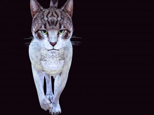 BAIXAR GATO MODELO 3D GATO - FELINO Modelo 3D