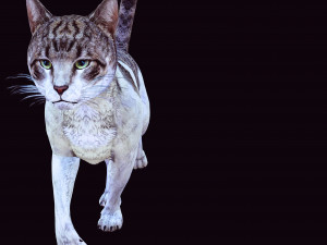 DOWNLOAD CAT 3D MODEL CAT - FELINE 3Dモデル