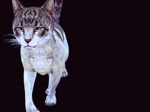 BAIXAR GATO MODELO 3D GATO - FELINO Modelo 3D