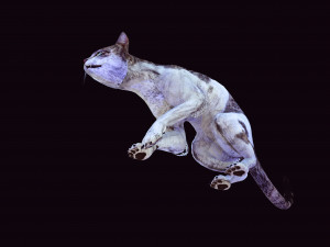 DOWNLOAD CAT 3D MODEL CAT - FELINE 3Dモデル