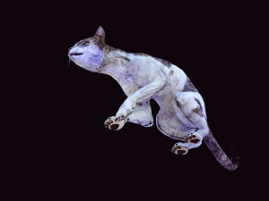 BAIXAR GATO MODELO 3D GATO - FELINO Modelo 3D