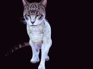 DOWNLOAD CAT 3D MODEL CAT - FELINE 3Dモデル