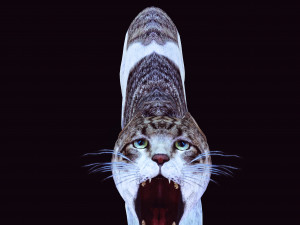 DOWNLOAD CAT 3D MODEL CAT - FELINE 3Dモデル
