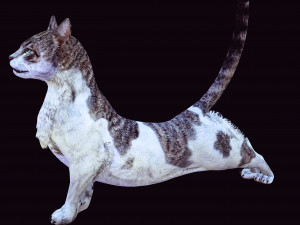 DOWNLOAD CAT 3D MODEL CAT - FELINE 3Dモデル