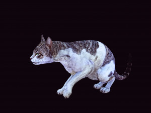 DOWNLOAD CAT 3D MODEL CAT - FELINE 3Dモデル
