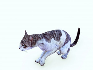 DOWNLOAD CAT 3D MODEL CAT - FELINE 3Dモデル