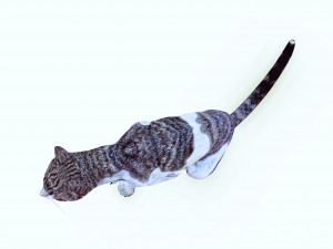 DOWNLOAD CAT 3D MODEL CAT - FELINE 3Dモデル