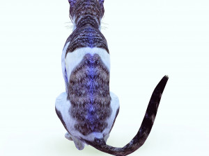 DOWNLOAD CAT 3D MODEL CAT - FELINE 3Dモデル