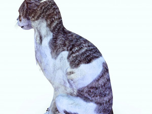 DOWNLOAD CAT 3D MODEL CAT - FELINE 3Dモデル