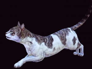 DOWNLOAD CAT 3D MODEL CAT - FELINE 3Dモデル