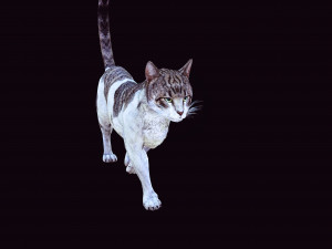 DOWNLOAD CAT 3D MODEL CAT - FELINE 3Dモデル