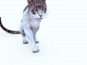 DOWNLOAD CAT 3D MODEL CAT - FELINE 3Dモデル
