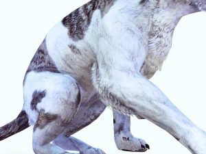 BAIXAR GATO MODELO 3D GATO - FELINO Modelo 3D