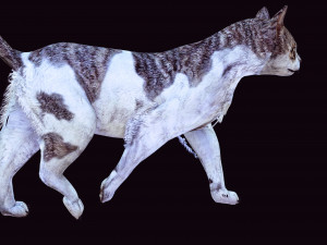 DOWNLOAD CAT 3D MODEL CAT - FELINE 3Dモデル