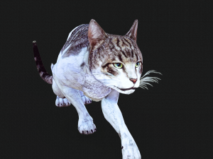 DOWNLOAD CAT 3D MODEL CAT - FELINE 3Dモデル