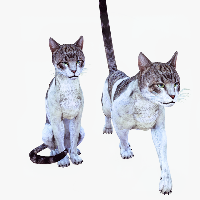 Cat top 3d view