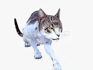 DOWNLOAD CAT 3D MODEL CAT - FELINE 3Dモデル