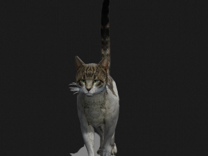 DOWNLOAD CAT 3D MODEL CAT - FELINE 3Dモデル