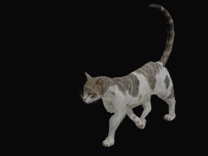 DOWNLOAD CAT 3D MODEL CAT - FELINE 3Dモデル