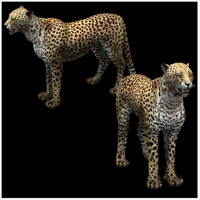 DOWNLOAD Cheetah 3D MODEL 3D Модель .c4d .max .obj .3ds .fbx .stl .blend 
