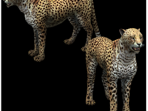 DOWNLOAD Cheetah 3D MODEL 3D Model