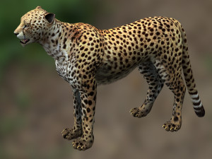 DOWNLOAD Cheetah 3D MODEL 3D Модель