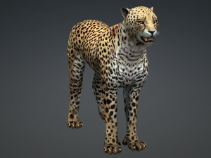 DOWNLOAD Cheetah 3D MODEL 3D Модель