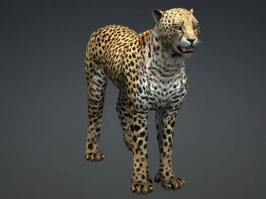 DOWNLOAD Cheetah 3D MODEL 3D Model