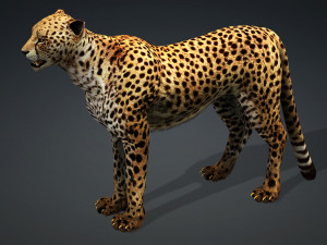 DOWNLOAD Cheetah 3D MODEL 3D Модель