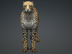DOWNLOAD Cheetah 3D MODEL 3D Модель